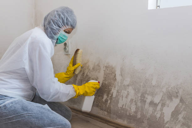 Best Mold Damage Restoration  in Fairmont, MN
