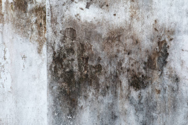 Best Crawl Space Mold Remediation  in Fairmont, MN