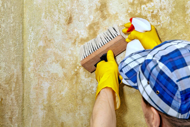 Fairmont, MN Mold Removal Company