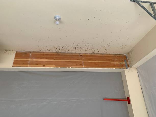 Best Water Damage & Mold Remediation  in Fairmont, MN