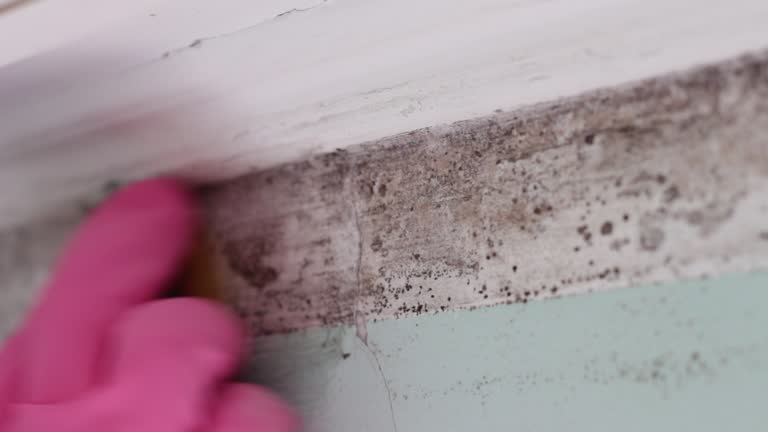 Best Industrial Mold Remediation  in Fairmont, MN